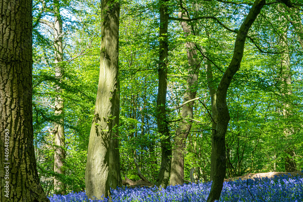 Obraz premium Bluebell Woods with Sun Light streaming through branches creating patterns on Green and Blue Bell Carpet
