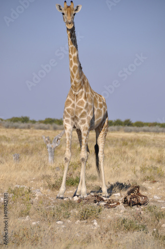 In Africas oldest wildlife national park there are lots of girafs and more than 20 antilopes species.