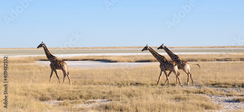 Girafs at the boarder of the Etosha salt-pan