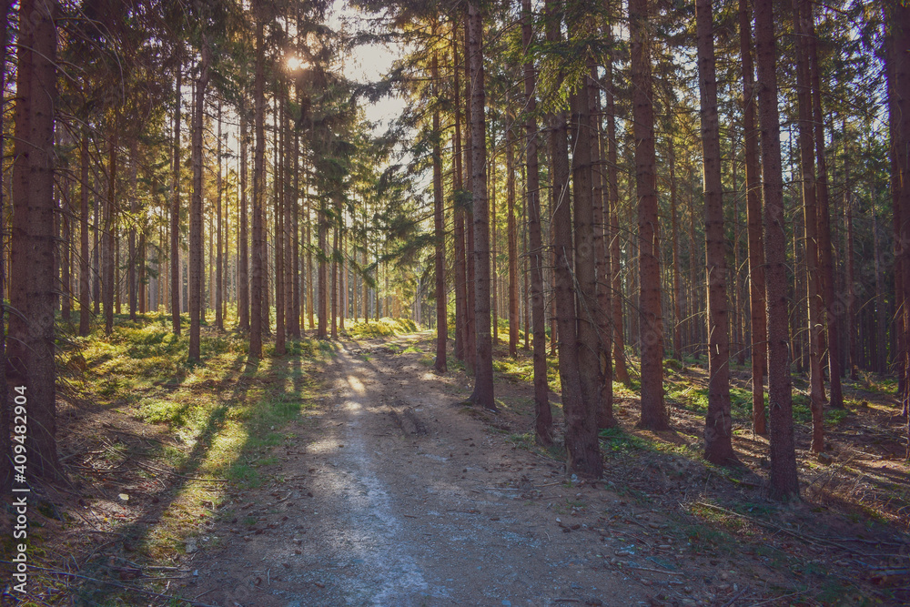 Forest path with background light