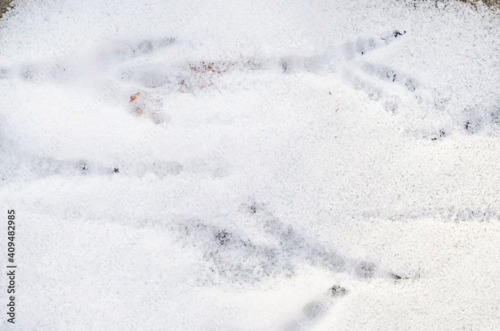 Top view of bird tracks on snow