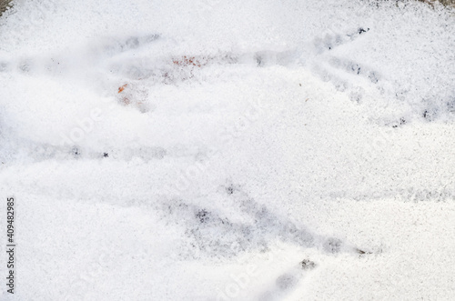 Top view of bird tracks on snow © Victoria