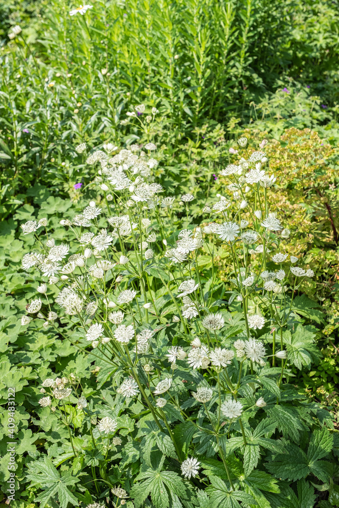 Astrantia major 'Shaggy' Weiße Sterndolde Blüte Astrantia major 'Shaggy' Weiße Sterndolde Blüte