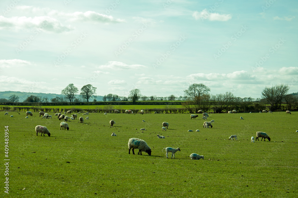 sheep on a meadow sheep on a meadow