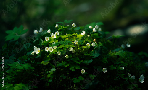 Beautiful wood sorrel flowers blooming on a forest ground. White oxalis flowers in spring. Wood sorrel in natural habitat in Northern Europe.