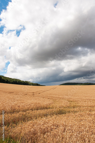 Wheat field and sky in the summertime