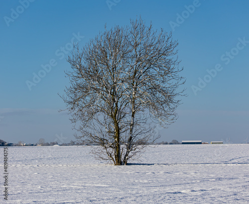 Lonely tree under blue sky photo