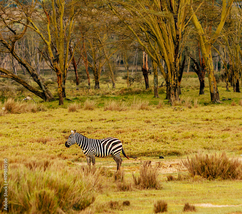 African zebras