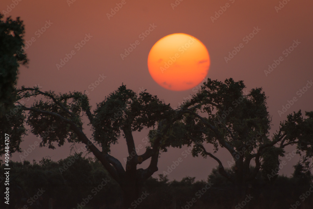 Silhouette trees during a breathtaking sunset in the evening in Spanish Dehesa, Salamanca, Spain
