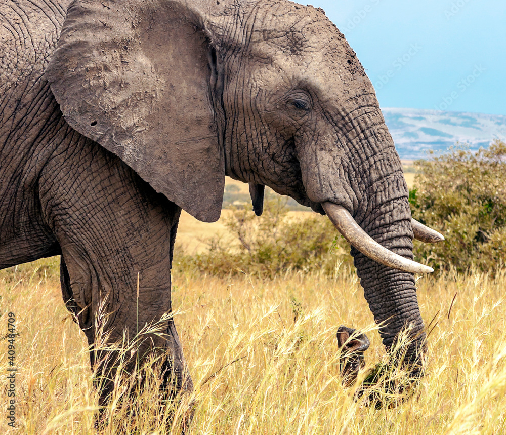 Naklejka premium Kenyan elephant