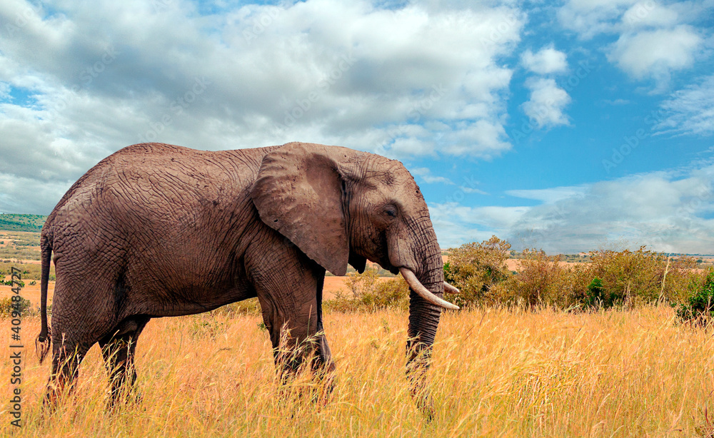 Kenyan elephant