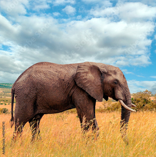 Kenyan elephant