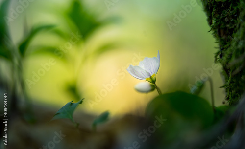 Beautiful wood sorrel flowers blooming on a forest ground. White oxalis flowers in spring. Wood sorrel in natural habitat in Northern Europe.