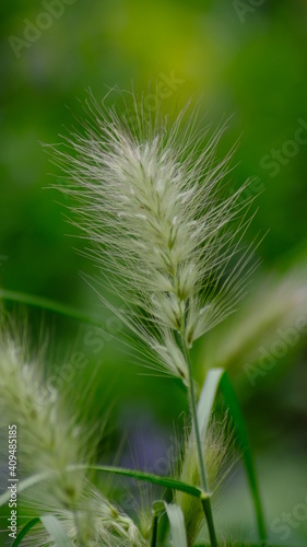 wheat close up