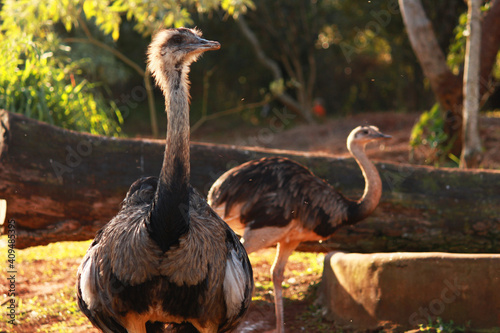 two ostriches in zoo