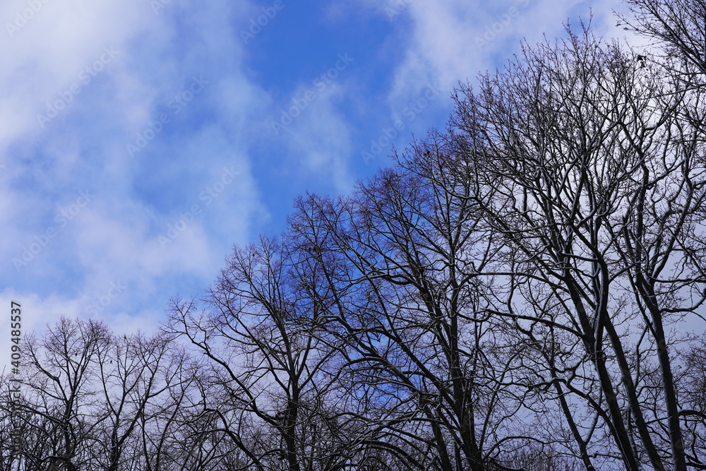 Schneebedeckte Bäume, blauer Himmel, Wolken und Sonnenschein Schneebedeckte Bäume, blauer Himmel, Wolken und Sonnenschein