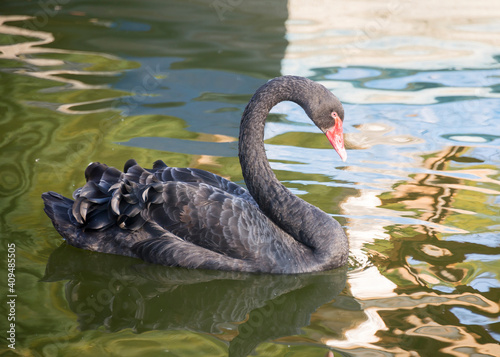 Black swan floats in the autumn pond