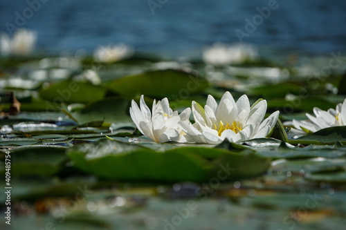 a water lily on a lake
