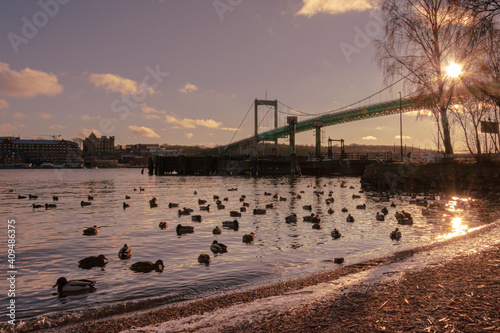 An evening walk with setting sun and swimming ducks next to älvsborgsbron, Gothenburg Sweden