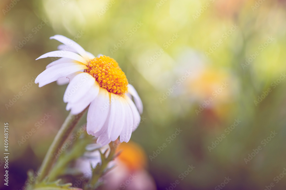 Obraz premium Fiori Macro in natura