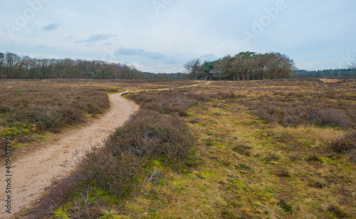 Heather and trees in heathland Tafelbergheide in cloudy sunlight in winter