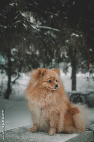 Winter portrait of a German spitz on a bench in the park