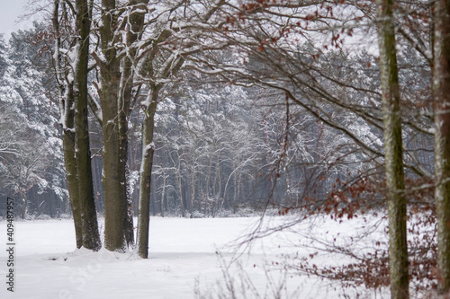 winter in lower saxony, Dannenbuettel, Germany © Johann