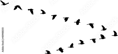 isolated V formation of birds