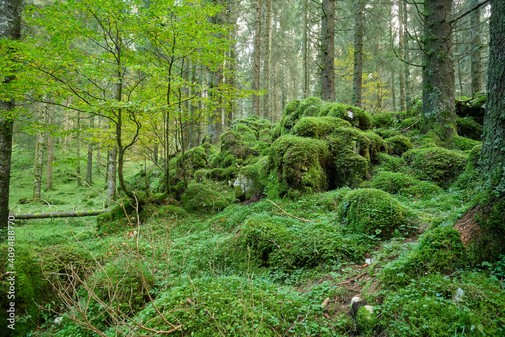Sottobosco di muschio Sottobosco di muschio