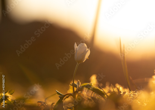 Beautiful blue anemone flower on the spring forest ground. SHallow depth of field, large negative space. © dachux21
