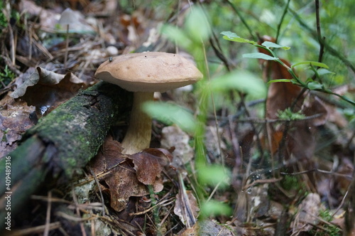 tell me, what kind of mushroom is it?