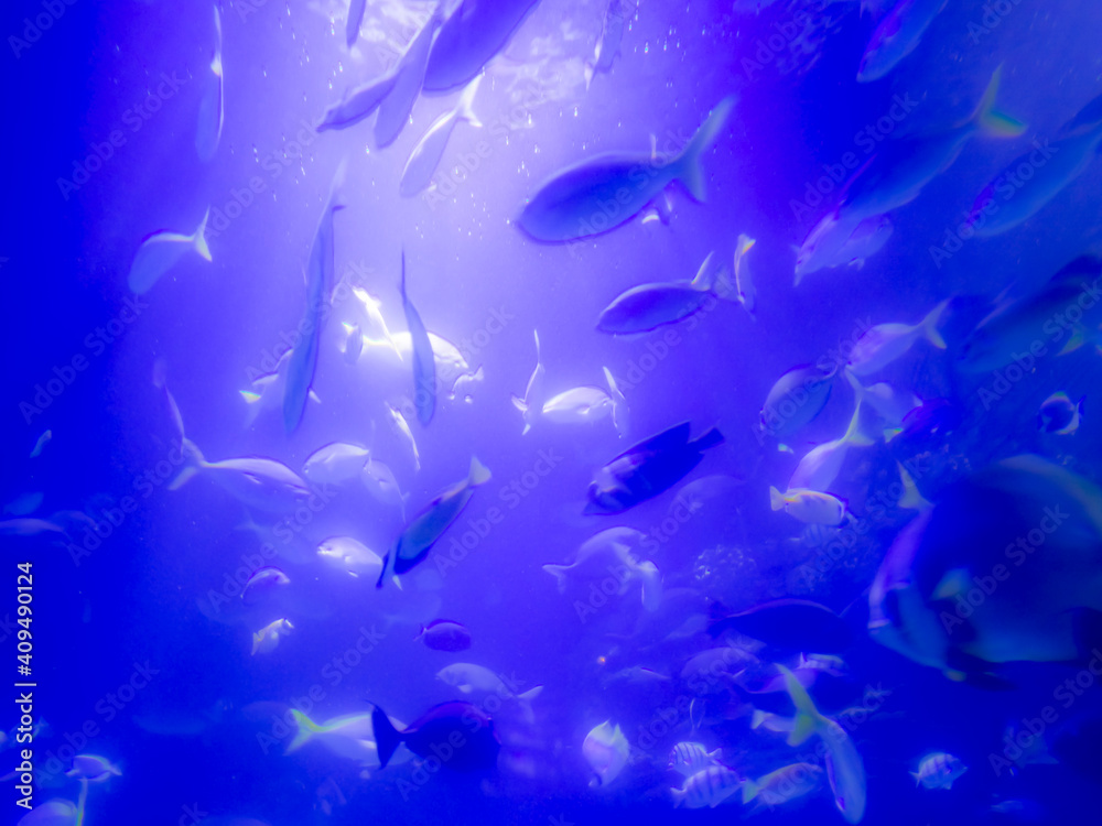 Fototapeta premium Huge number of marine fishes in a water tank