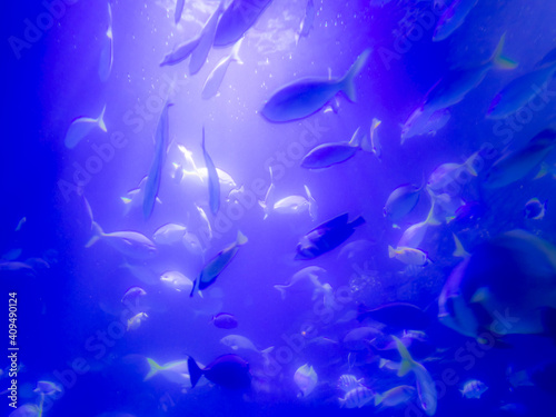 Huge number of marine fishes in a water tank