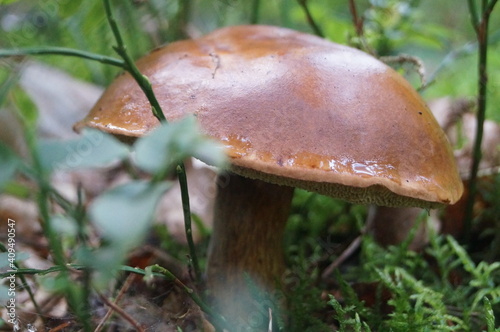 very beautiful hat of this mushroom