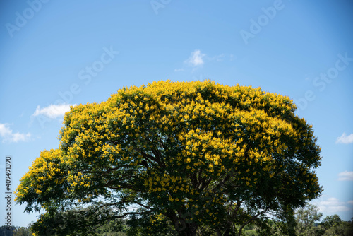Sibipiruna tree (Caesalpinia peltophoroides) with yellow flowers and blue sky background