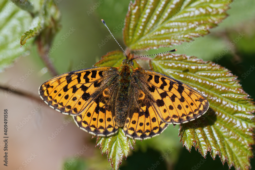 Fototapeta premium A Pearl-bordered Fritillary basking on a Bramble leaf.