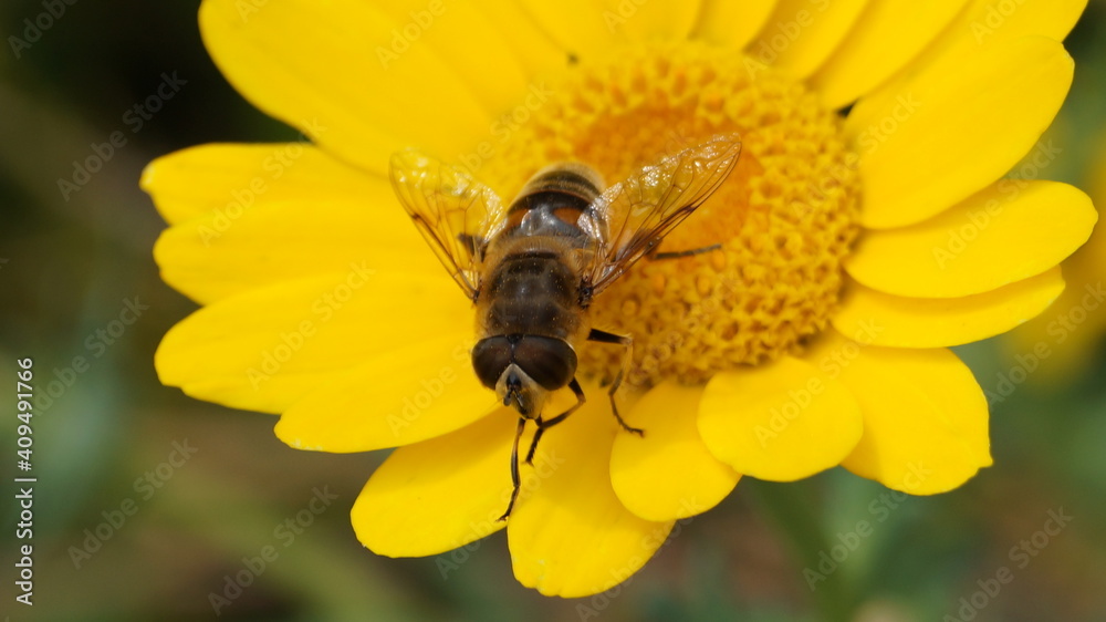 the brake does not fly away from the flower the brake does not fly away from the flower