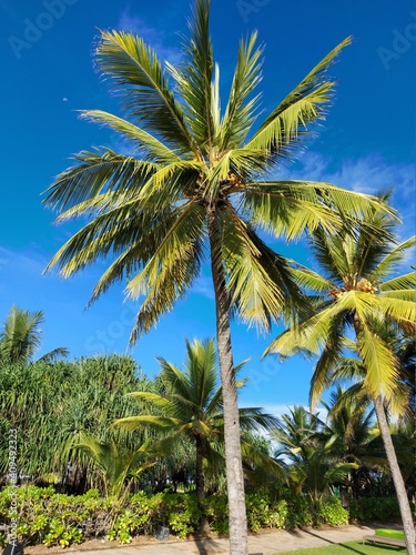 palm trees on the beach