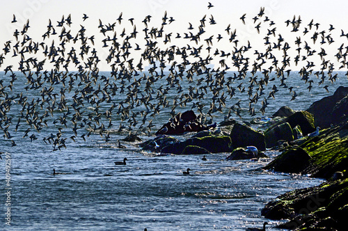 Terns in flight