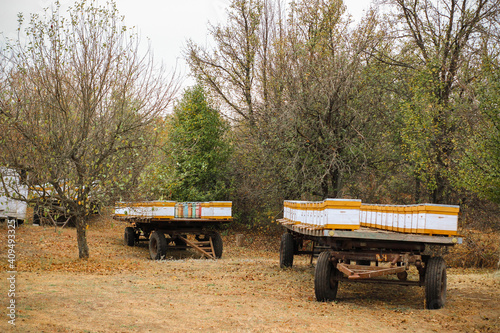 apiary