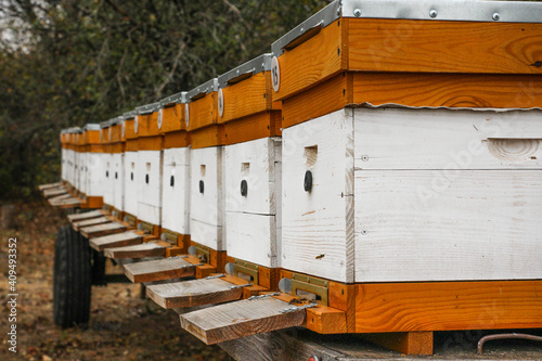 apiary