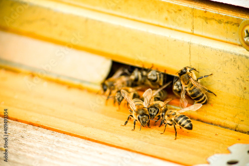 apiary