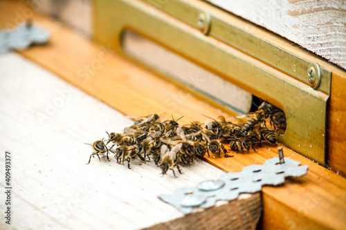 apiary