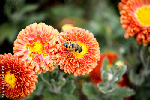 bee