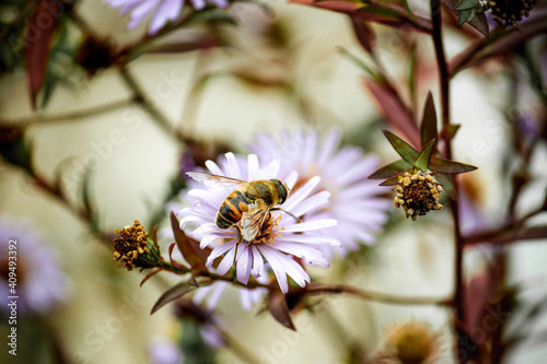 bee