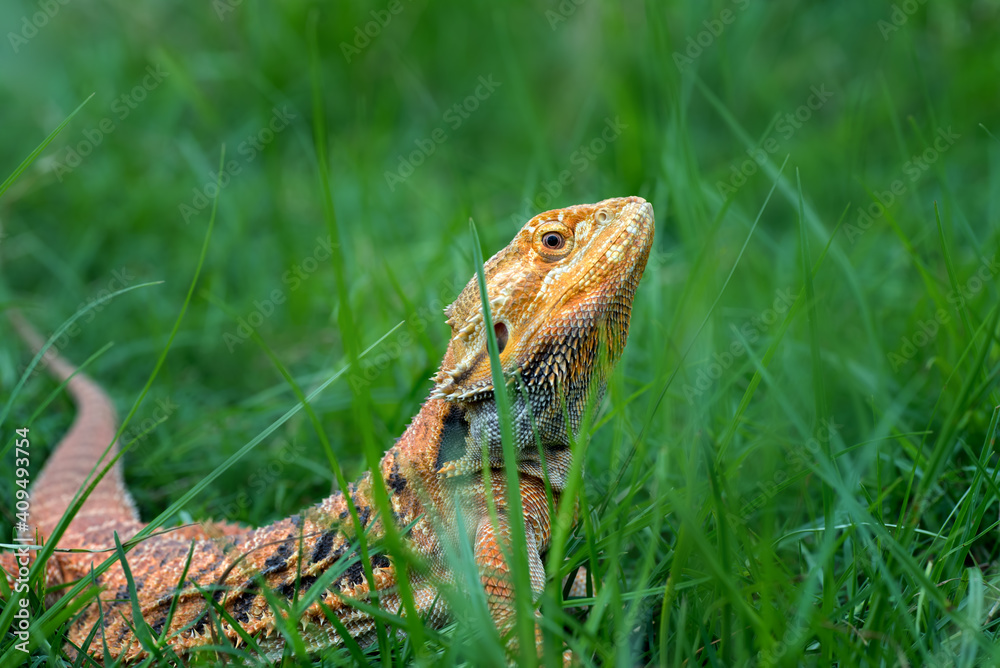Obraz premium Bearded dragon lizard inside a bush