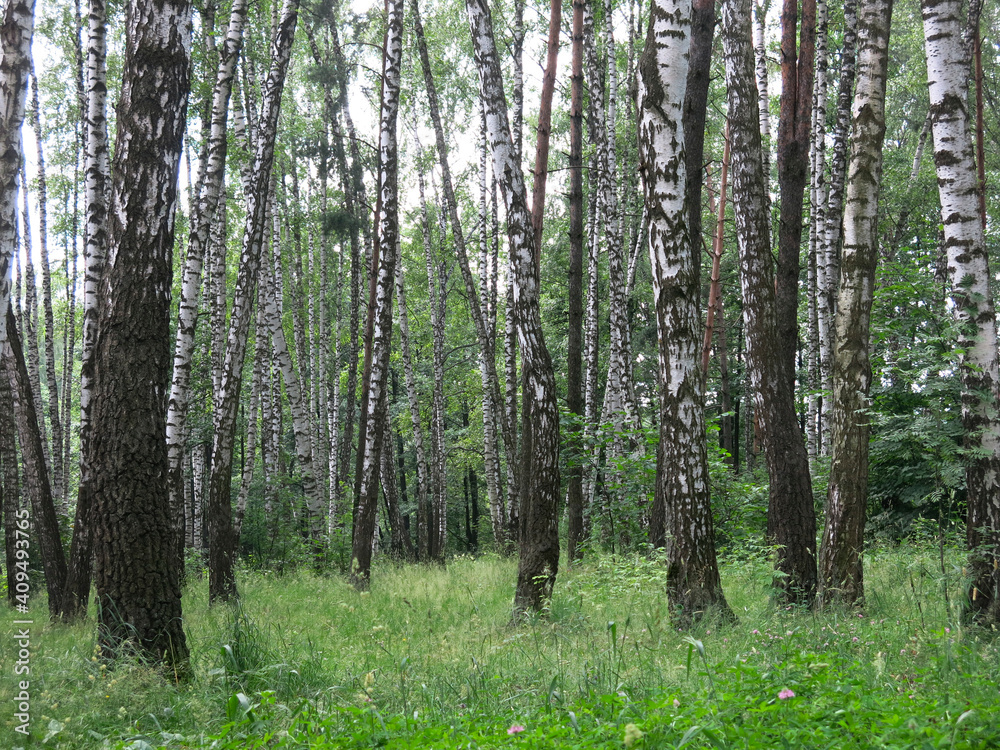birch grove in summer on a clear sunny day birch grove in summer on a clear sunny day