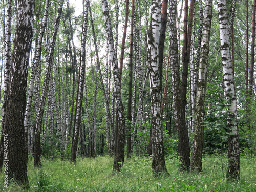 Fototapeta Naklejka Na Ścianę i Meble -  birch grove in summer on a clear sunny day