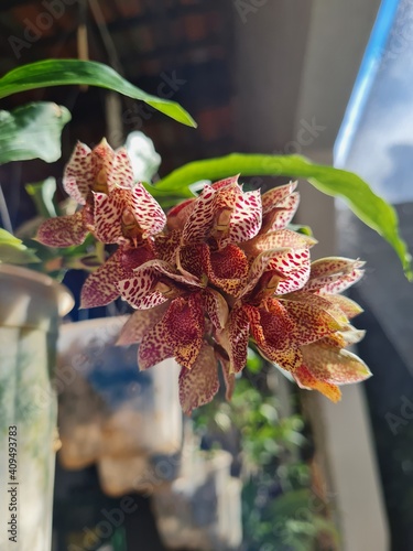 Orange flowers of Catasetum denticulatum orchid