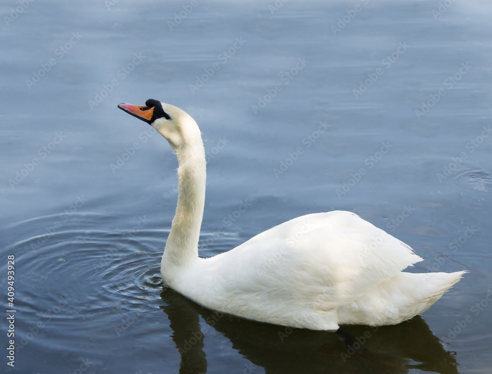 Naklejka premium White swan